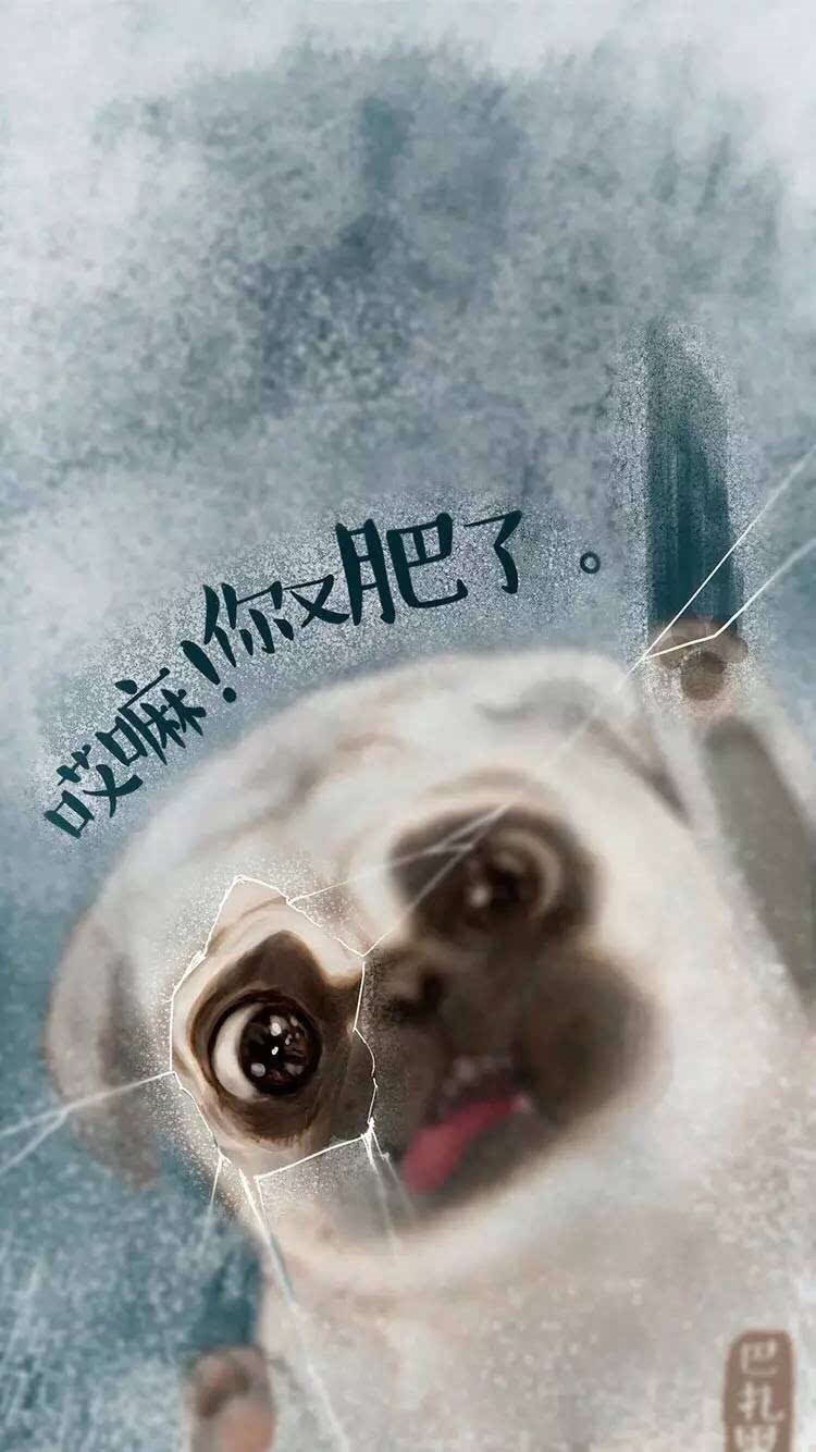  最近又胖了