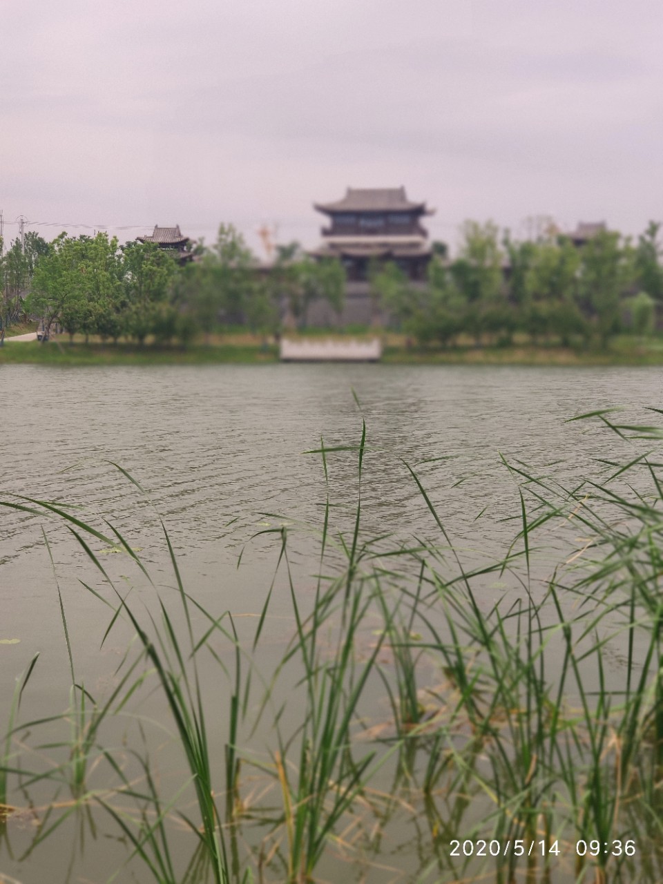 夏天还没到滁州北湖公园的朵朵莲花却争先开放了起来真是美不胜收