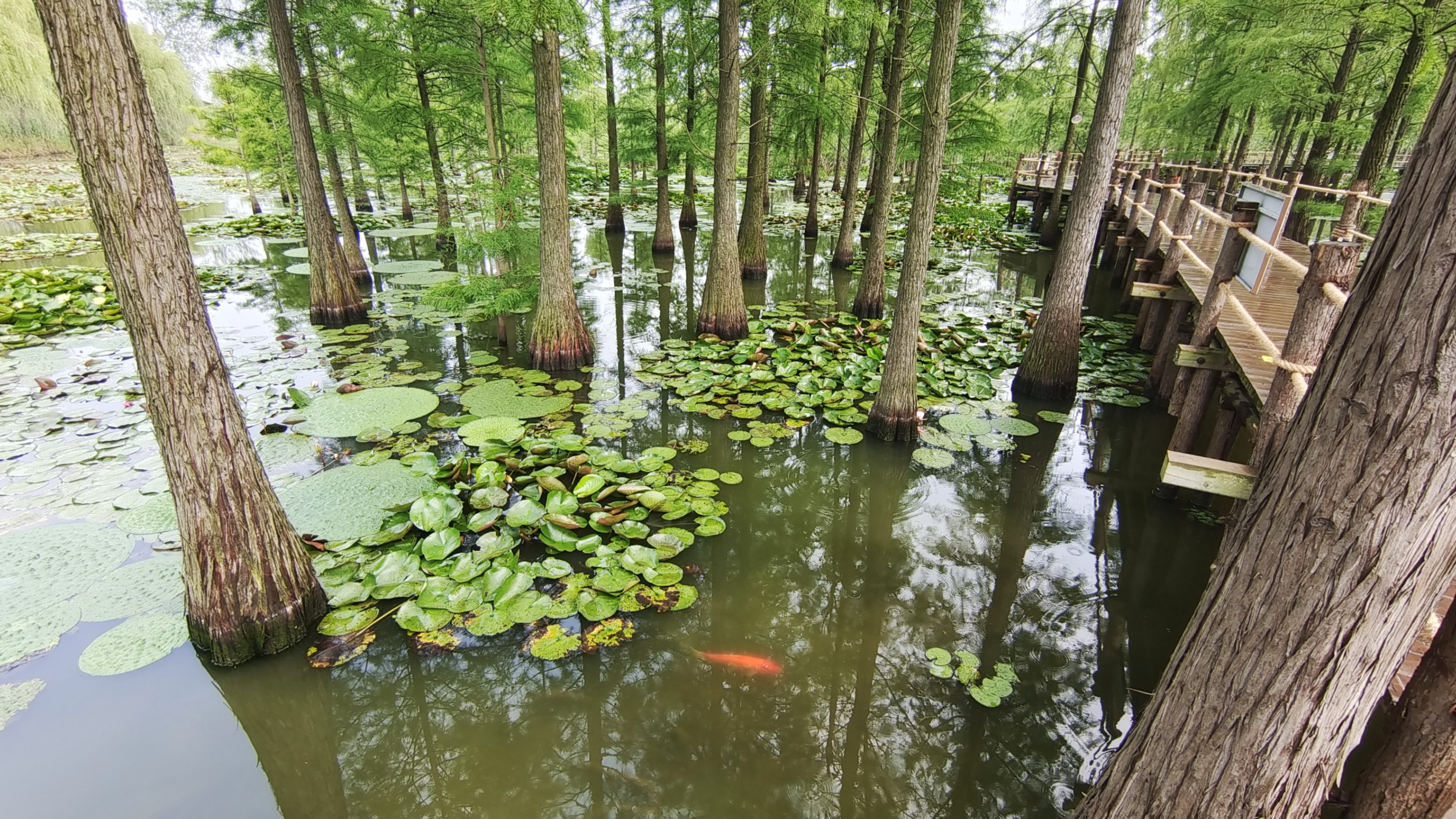 池杉湖湿地公园滁州图片