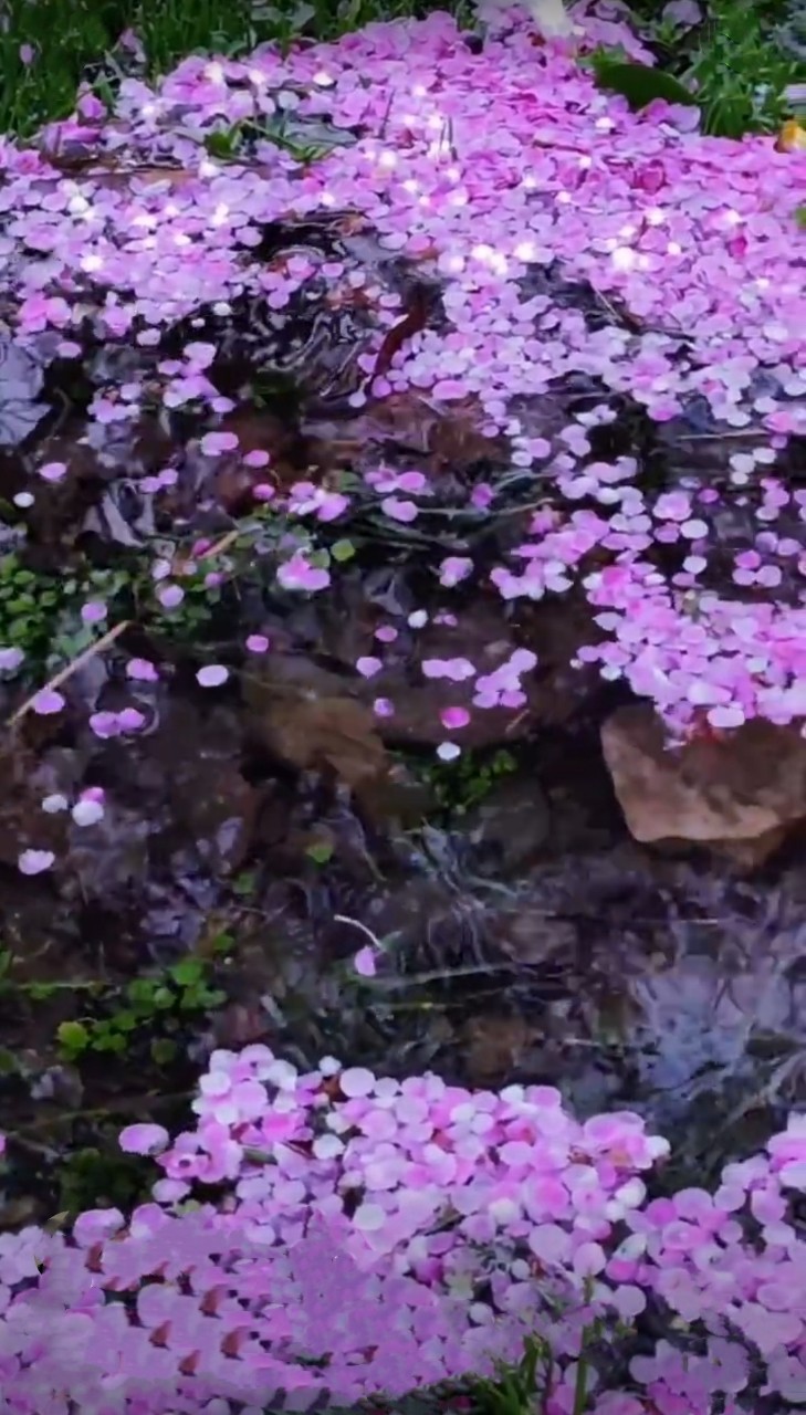 春风有意护花容 花落流水偏向东 来年再解春风意 此花亦